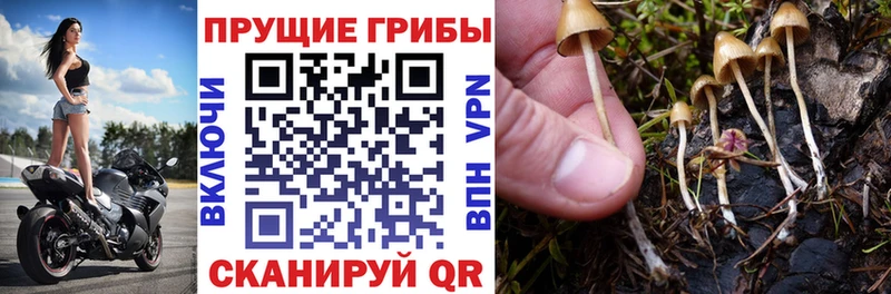как найти   Краснокаменск  mega маркетплейс  Галлюциногенные грибы Cubensis 